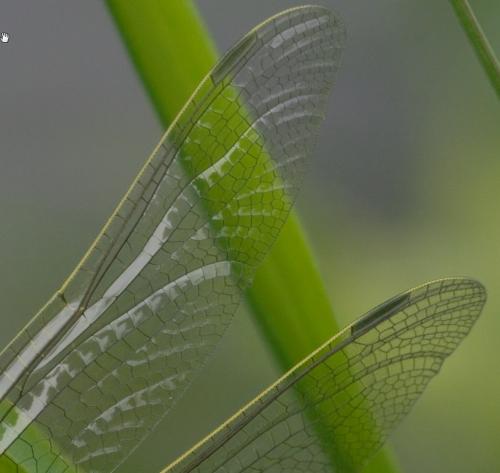 Orthetrum cancellatum